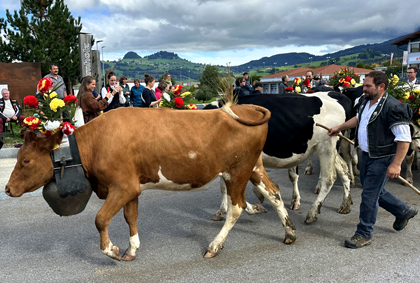 Almabtrieb - Copyright Susanne Timmann