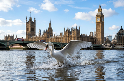 Schwan auf der Themse - Copyright Mortimer Reisemagazin